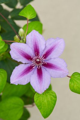 Powojnik &#39;Boulevard® Triomphe™&#39; Clematis