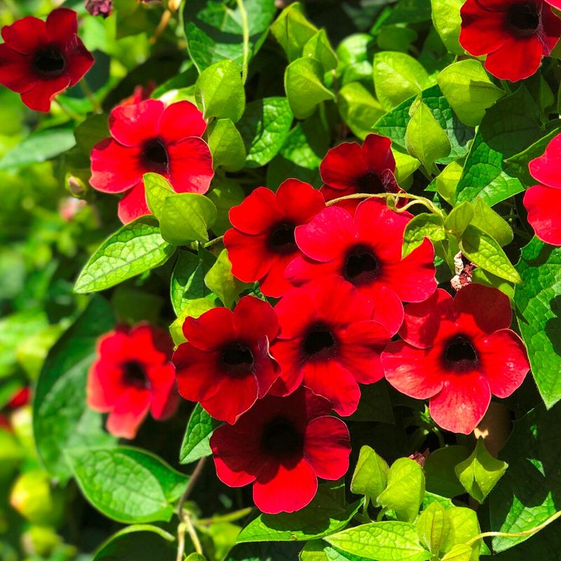 Tunbergia 'Sunny Susy® Cherry' Thunbergia