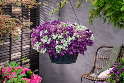 Smagliczka zwisająca kolorowa w koszu ample Lobularia