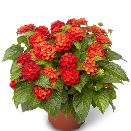 Lantana &#39;Bandana Red&#39;
