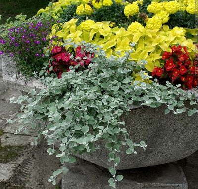 Kocanka szara Helichrysum petiolare