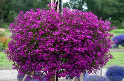 Lobelia zwisająca purple