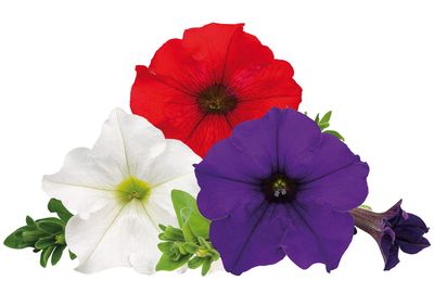 Petunia zwisająca Grecja Tris w koszu ample Petunia hybrida