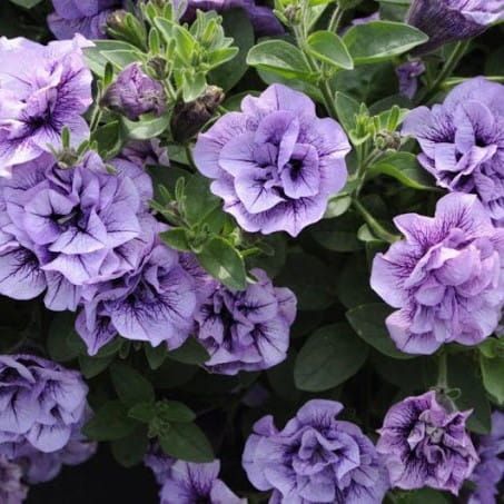 Supertunia lawendowa &#39;Lavender Bouquet&#39; Petunia hybrida