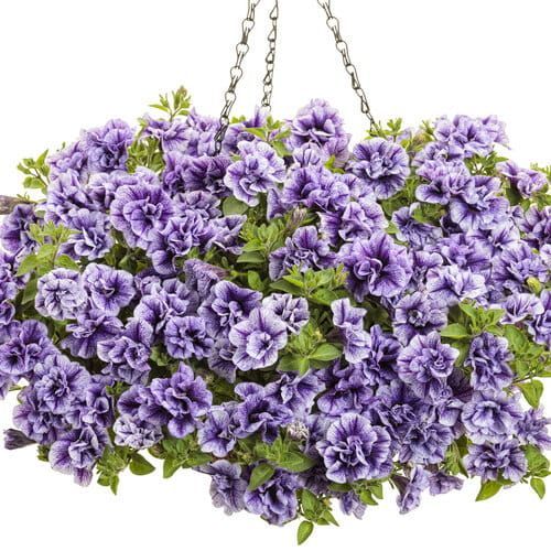 Supertunia lawendowa w koszu ample &#39;Lavender Bouquet&#39; Petunia hybrida