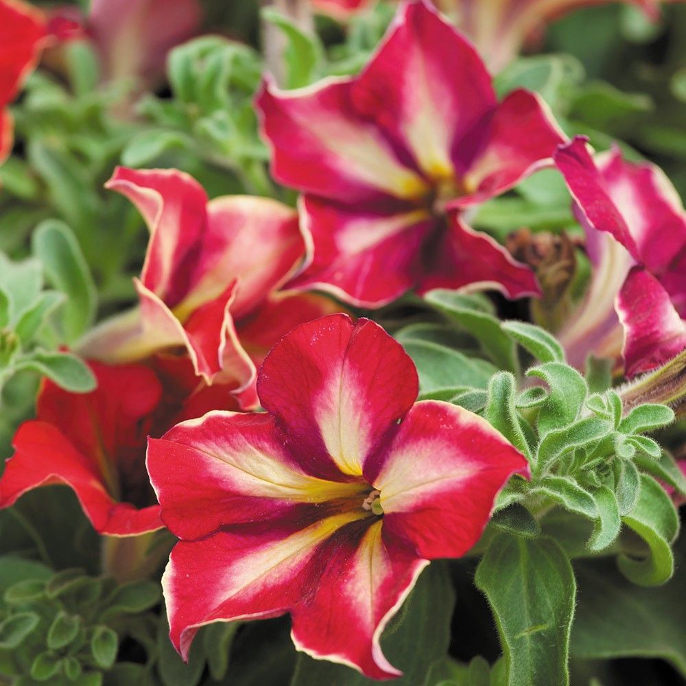 Petunia zwisająca &#39;Mandeville&#39; Petunia hybrida