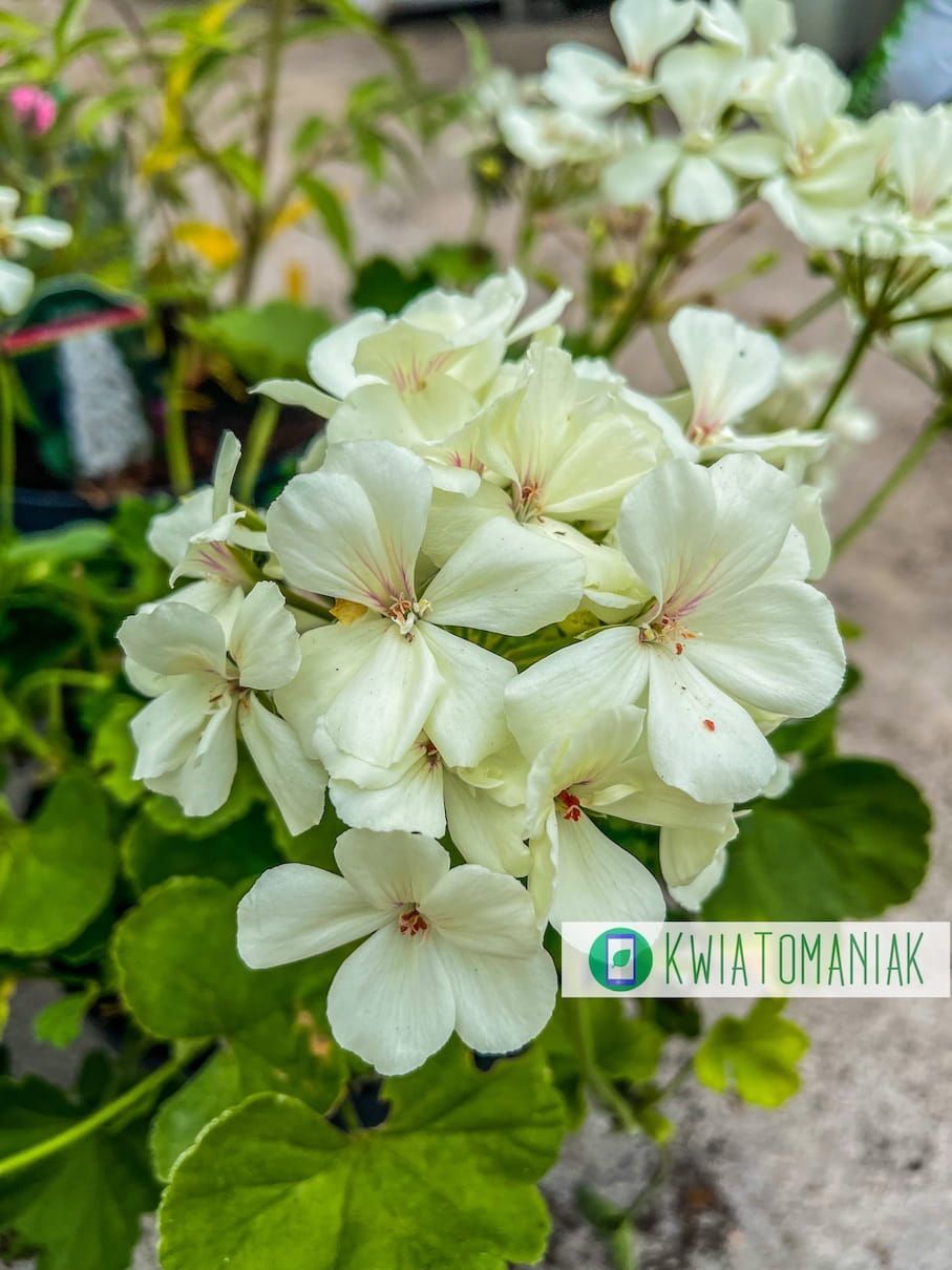 Pelargonia hybrydowa stojąca żółta Pelargonium interspecific