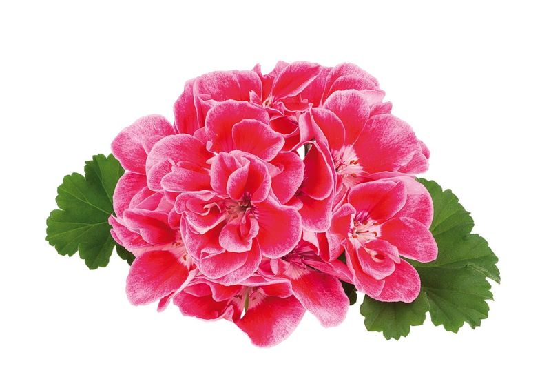 Pelargonia stojąca Magic Rose Pelargonium zonale
