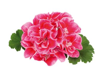 Pelargonia stojąca Magic Rose Pelargonium zonale