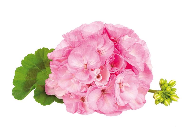 Pelargonia stojąca pastelowa Pelargonium zonale