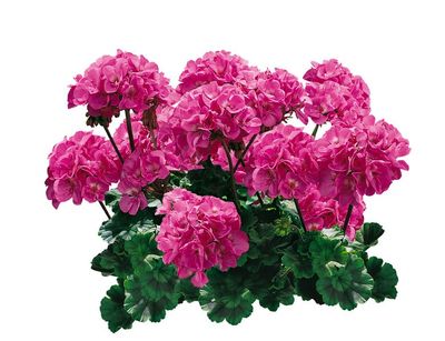 Pelargonia stojąca głęboki róż Pelargonium zonale