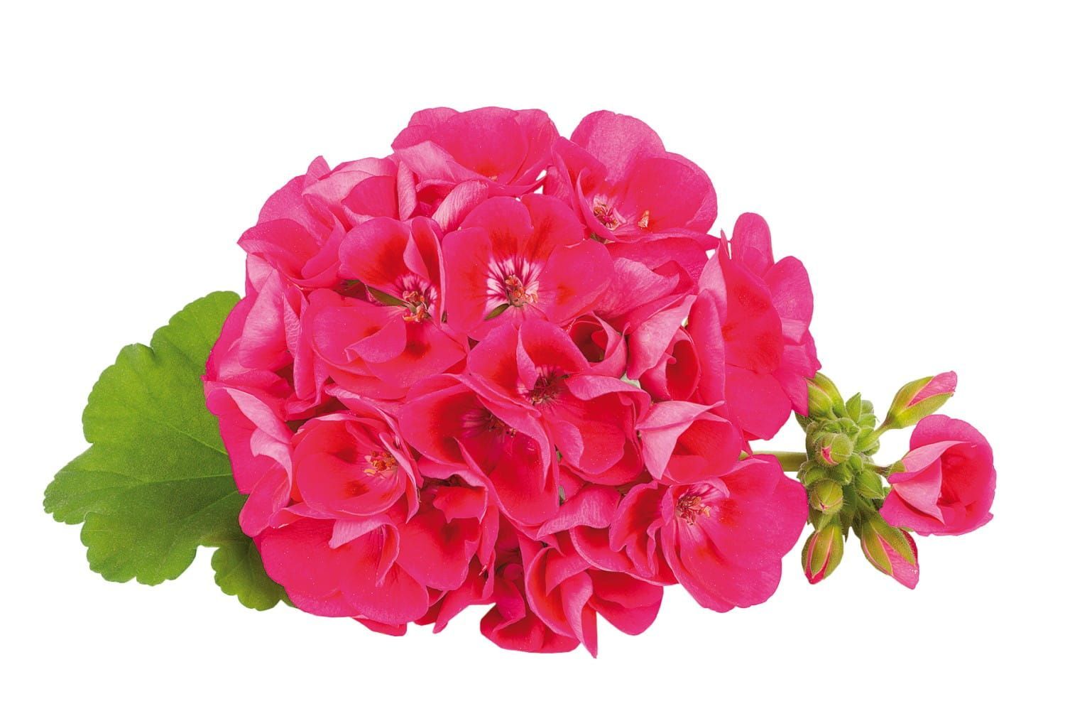 Pelargonia stojąca truskawkowa Pelargonium zonale