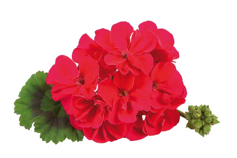 Pelargonia stojąca truskawkowa Pelargonium zonale