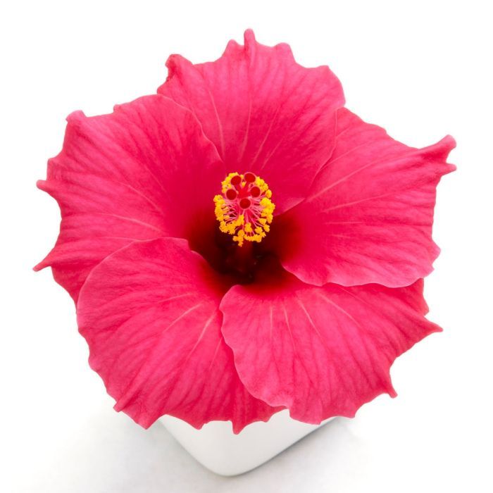 Hibiskus różowy HibisQs &#39;Juno Pink&#39; Hibiscus