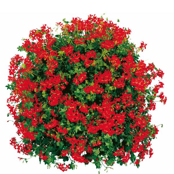 Pelargonia zwisająca czerwona w koszu ample