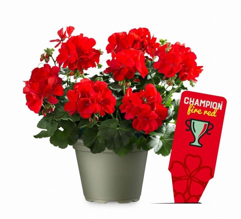 Pelargonia stojąca hybrydowa &#39;Champion™ Fire Red&#39; Pelargonium interspecific