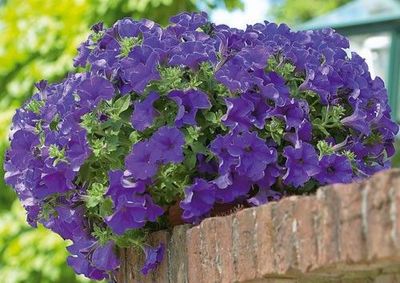 Supertunia niebieska w koszu ample Petunia hybrida