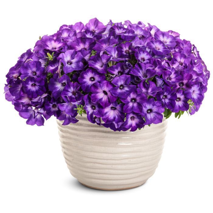 Supertunia &#39;Blue Moon&#39; w koszu ample Petunia hybrida