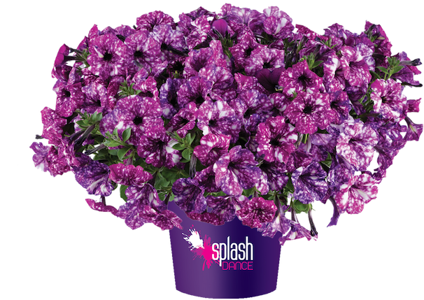 Petunia zwisająca &#39;Purple Polka&#39; w koszu ample Petunia hybrida