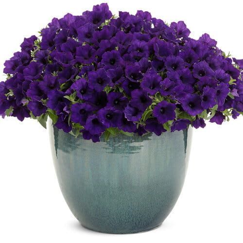 Supertunia &#39;Mini Vista Ultramarine&#39; w koszu ample Petunia hybrida