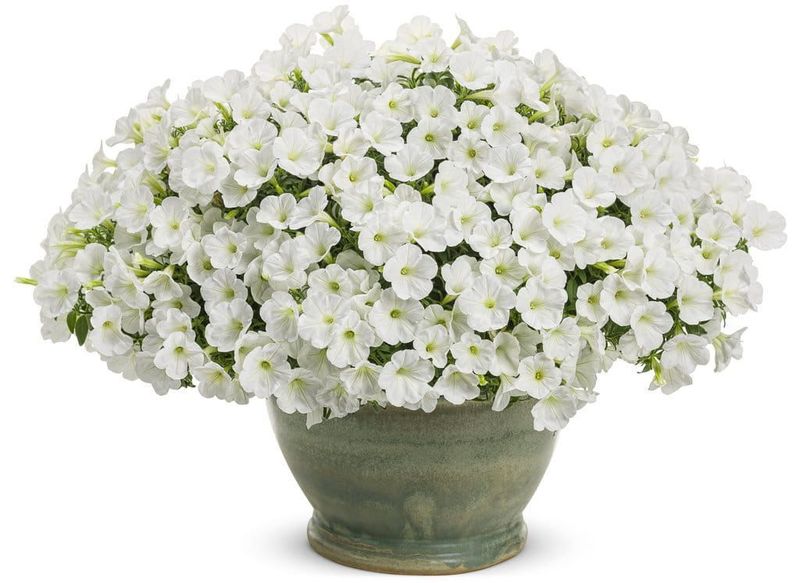 Supertunia 'Mini Vista White' w koszu ample Petunia hybrida