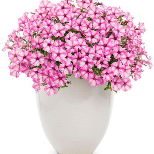 Supertunia &#39;Mini Vista Pink Star&#39; w koszu ample Petunia hybrida