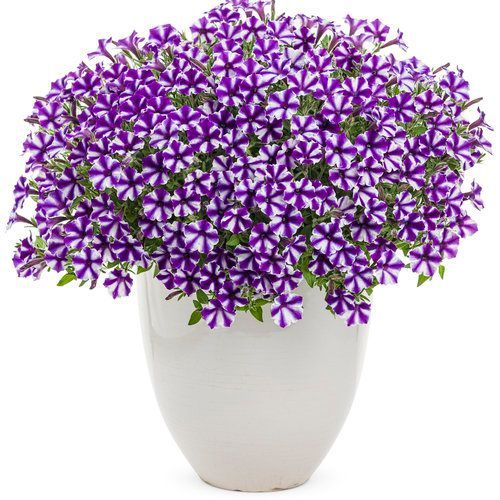 Supertunia 'Mini Vista Violet Star' w koszu ample Petunia hybrida