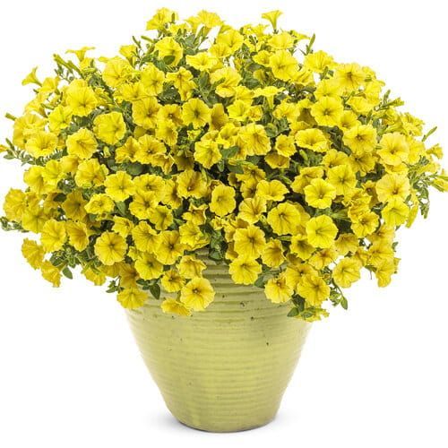 Supertunia &#39;Mini Vista Yellow&#39; w koszu ample Petunia hybrida