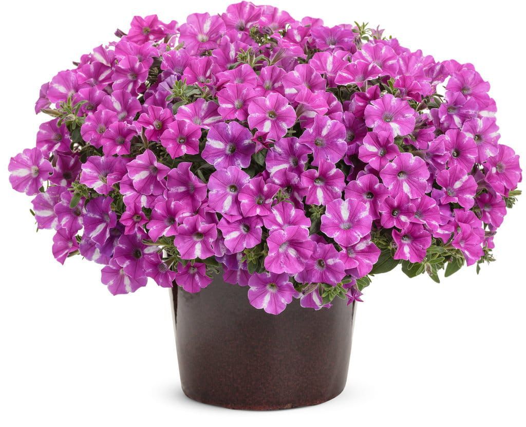 Supertunia &#39;Vista Raspberry Star&#39; w koszu ample Petunia hybrida