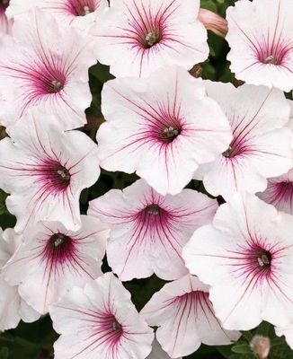 Supertunia 'Vista Silverberry' w koszu ample Petunia hybrida