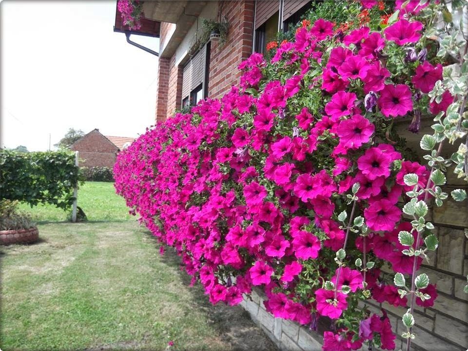 Surfinia zwisająca &#39;Purple&#39; w koszu ample Petunia hybrida