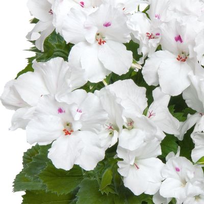Pelargonia królewska angielska śnieżno biała Pelargonium grandiflorum