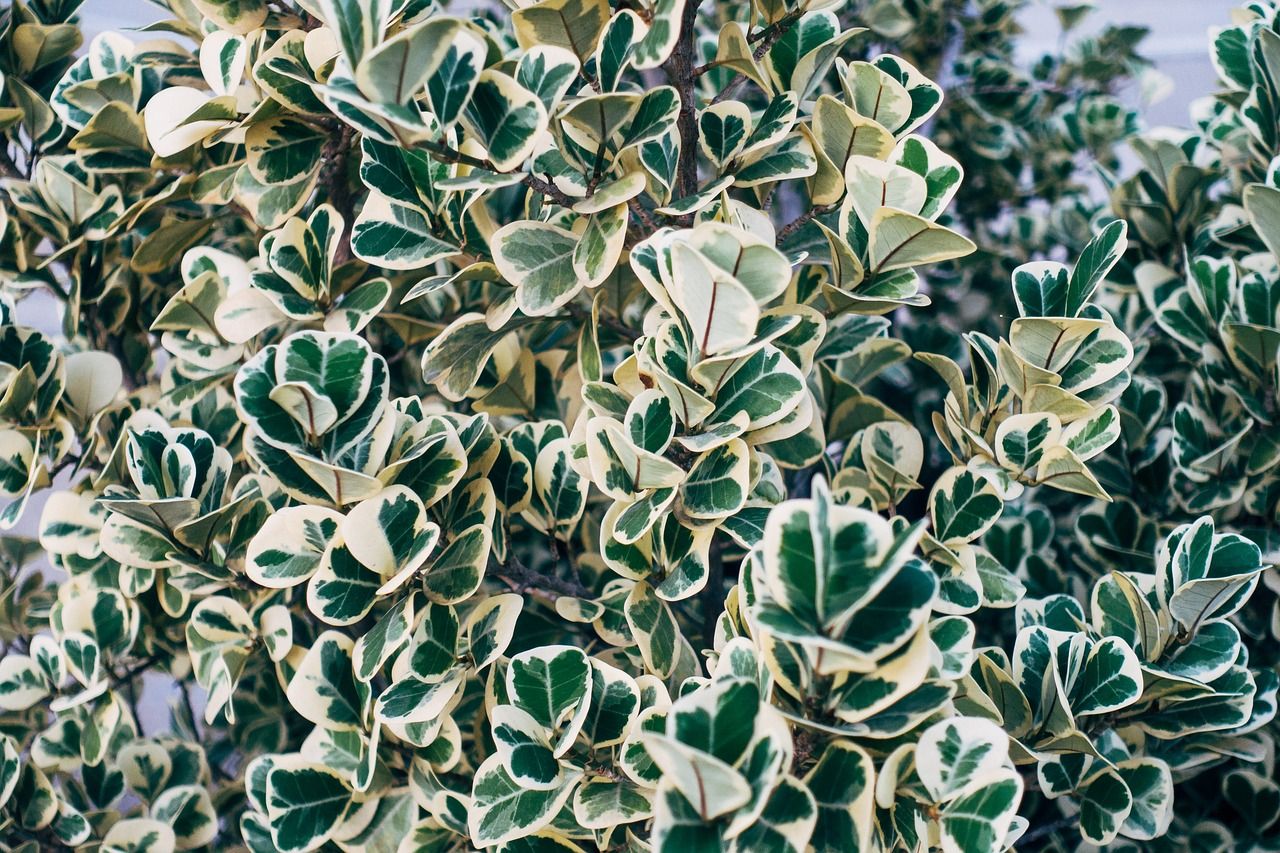 Trzmielina &#39;Harlequin&#39; Euonymus fortunei