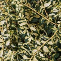 Trzmielina na pniu &#39;Interbolwi&#39; Euonymus fortunei