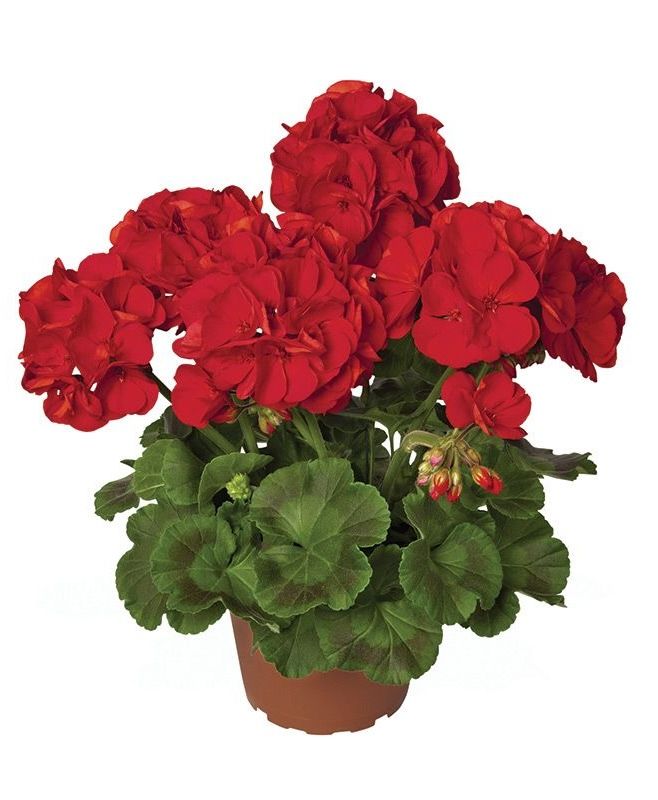 Pelargonia stojąca czerwona Elite Plant Colletion™