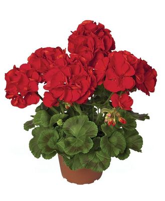 Pelargonia stojąca czerwona Elite Plant Colletion™