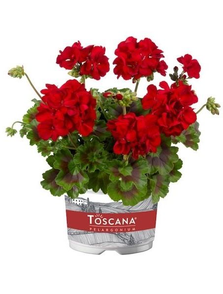 Pelargonia stojąca hybrydowa &#39;Galaxy™ Dark Red&#39; Pelargonium