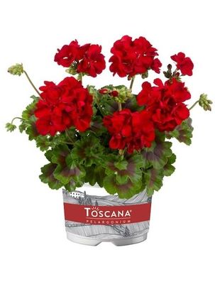 Pelargonia stojąca hybrydowa &#39;Galaxy™ Dark Red&#39; Pelargonium