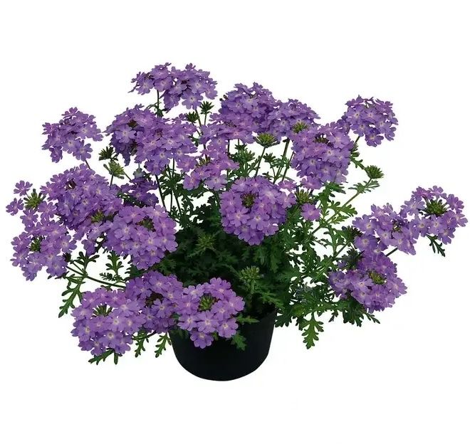 Werbena zwisająca &#39;Vepita® Lavender&#39; Verbena hybrida