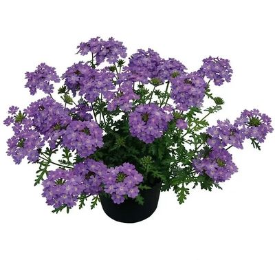 Werbena zwisająca &#39;Vepita® Lavender&#39; Verbena hybrida