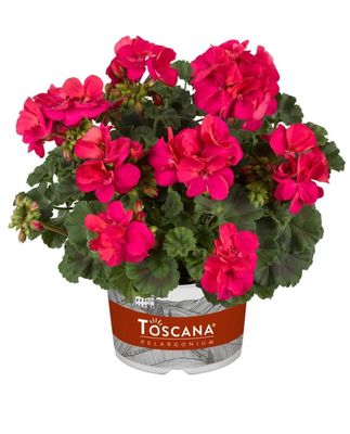 Pelargonia stojąca &#39;Naomi&#39; Pelargonium