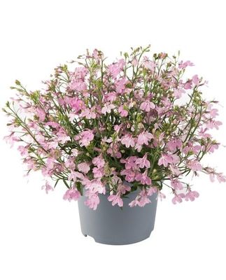 Lobelia zwisająca różowa