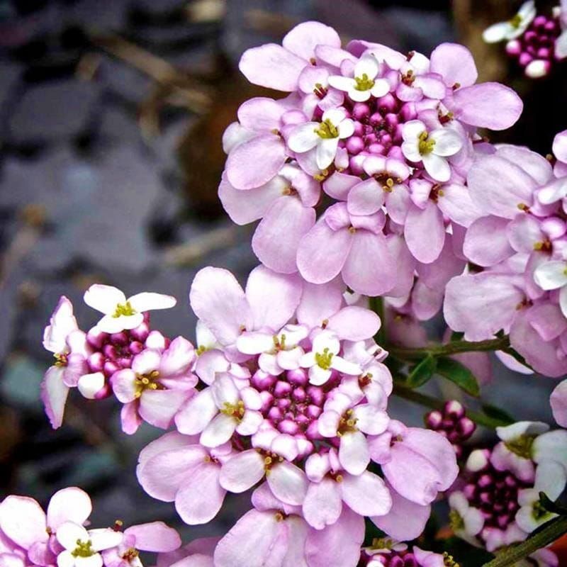 Ubiorek &#39;Pink Ice&#39; Iberis sempervirens