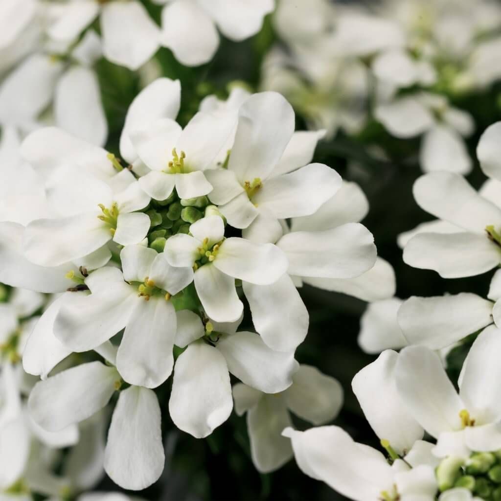 Ubiorek &#39;Snowsurfer Forte&#39; Iberis sempervirens