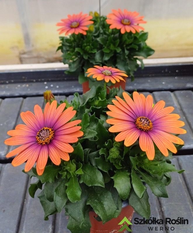 Stokrotka afrykańska zachód słońca Osteospermum