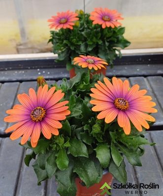 Stokrotka afrykańska zachód słońca Osteospermum