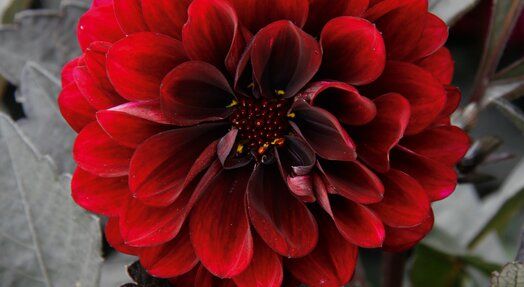Dalia Maxi &#39;Delaya® Meena Aruna&#39; Dahlia