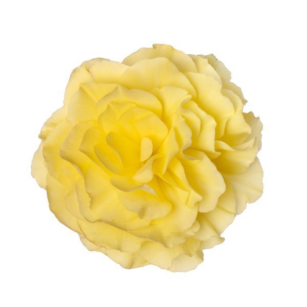 Begonia stojąca bulwiasta 'Lemon' Begonia tuberhybrida