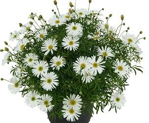 Czubatka biała Brachyscome