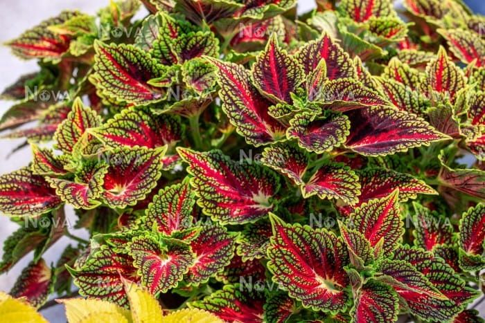 Koleus &#39;Glassworks Velvet&#39; Coleus